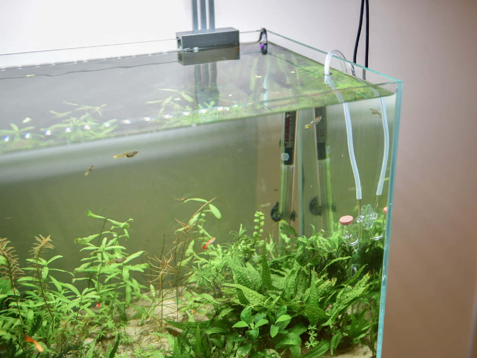 Aquarium CO2 Generator Kit | DIY CO2 System for Planted Tanks