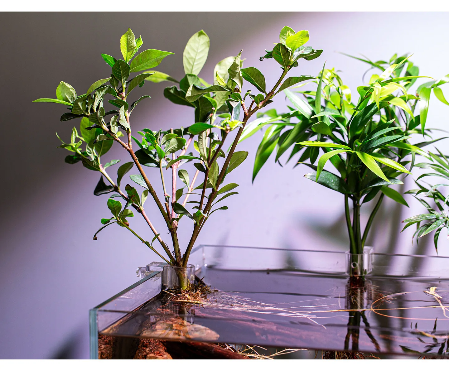 Aquarium Hydroponic Plant Holder - Image 2