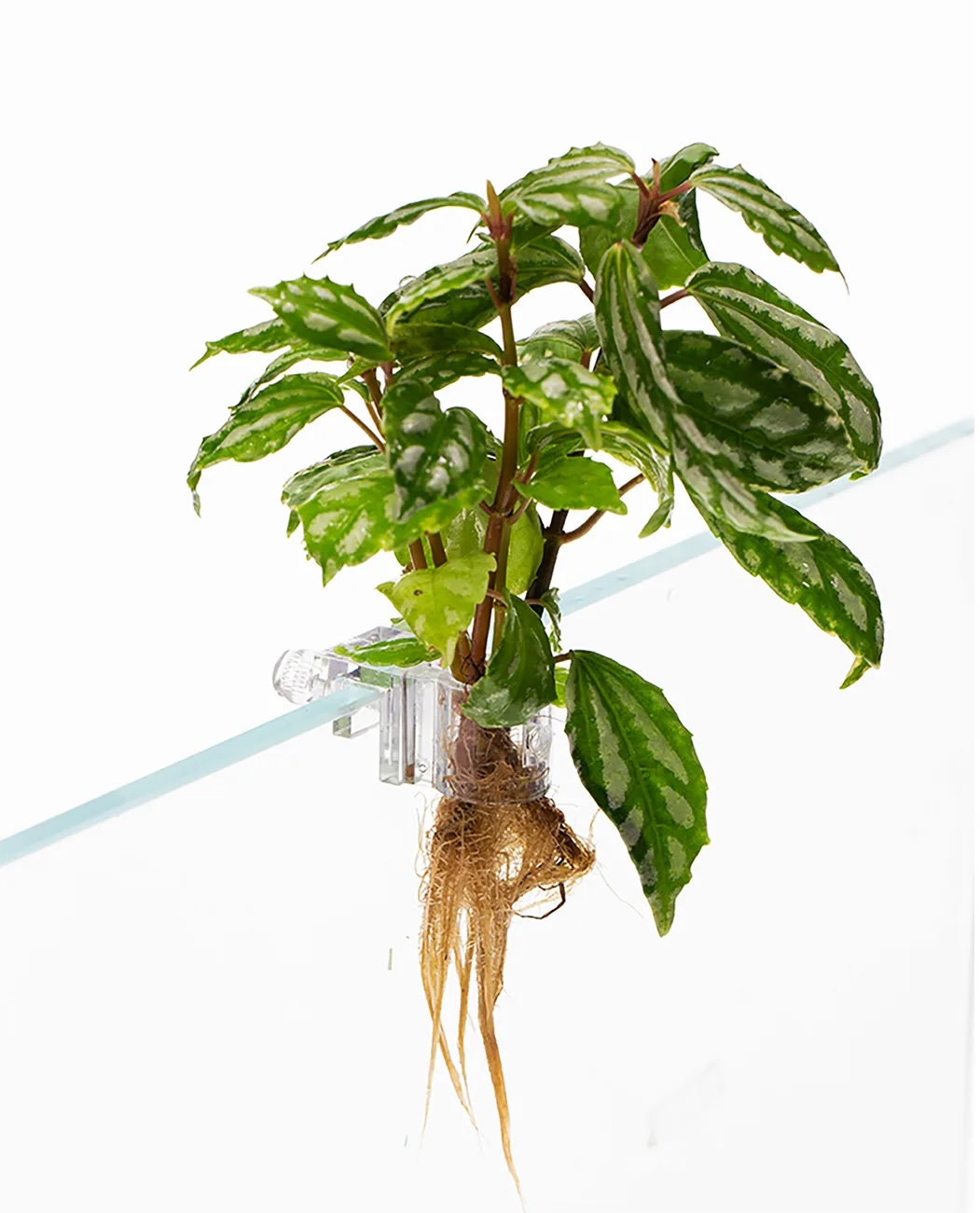 Aquarium Hydroponic Plant Holder - Image 3